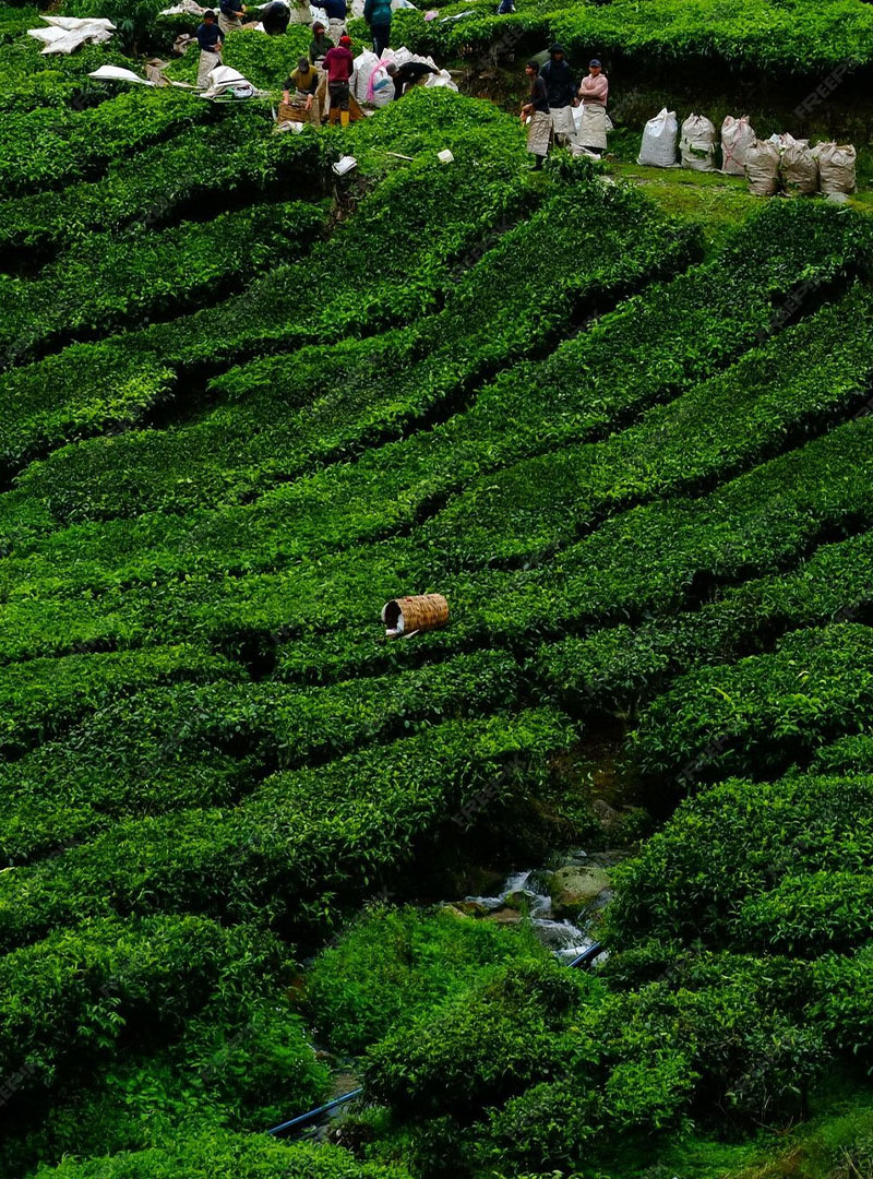 Tea Export & Import