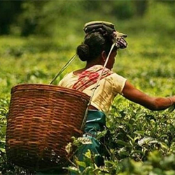 Tea Division